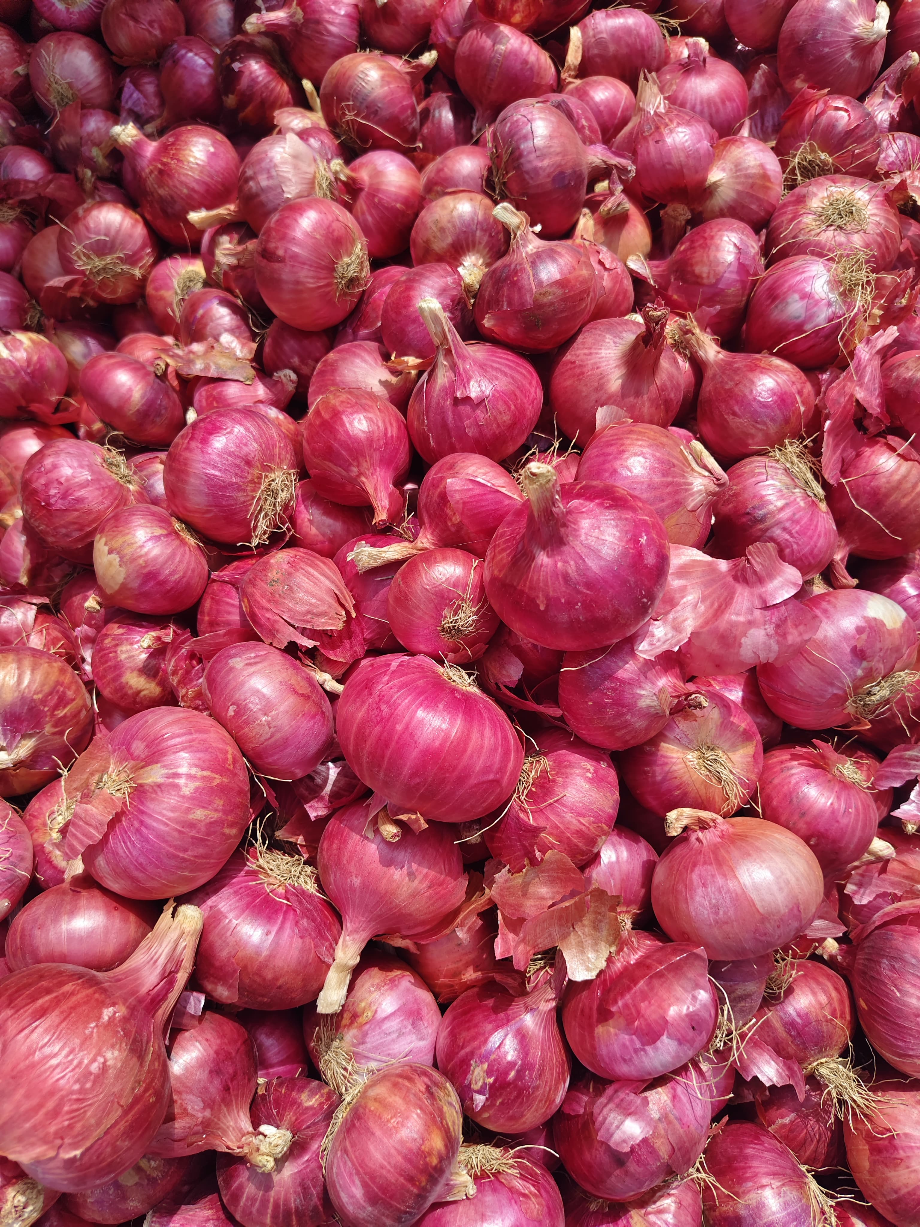 Fresh Red Onion