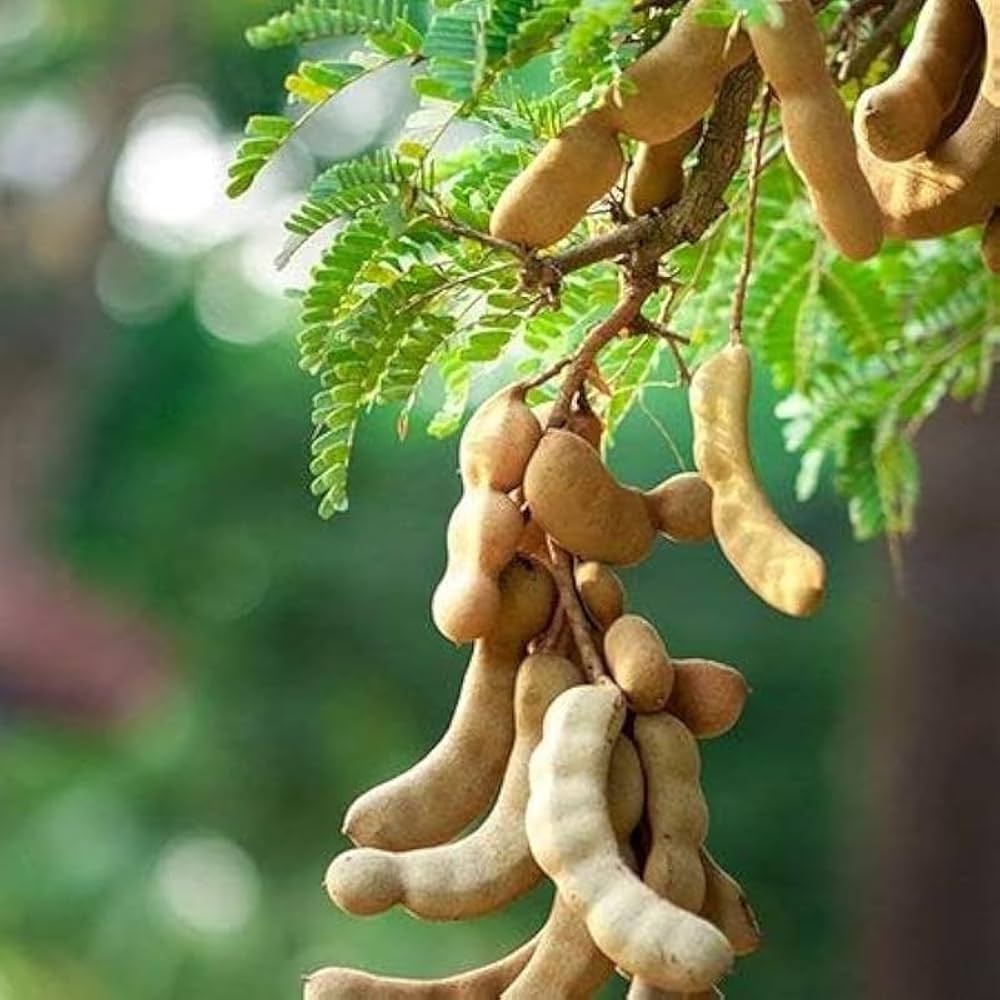 Natural Tamarind